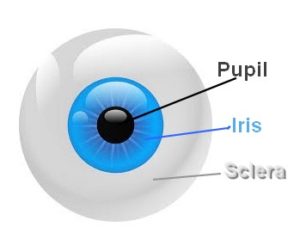 Schematische voorstelling oog, iris en pupil