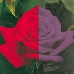 Beeld bij roodstoornis