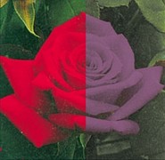 Beeld bij rood stoornis