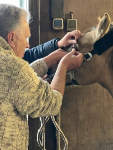 Contactlenzen bij dieren