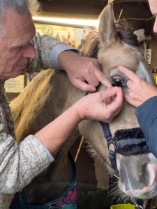 Kleurlens bij een pony