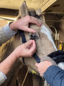 Contactlens bij pony